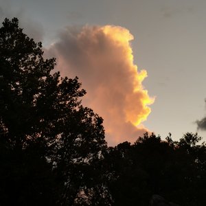 说话的鸟和飞翔的鱼（翻自 刘安琪）