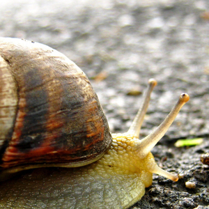 筝鸣 (贝拉美人关舞蹈版)