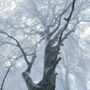 “森林之息”刘思鉴 X Pop Guitar Type Beat