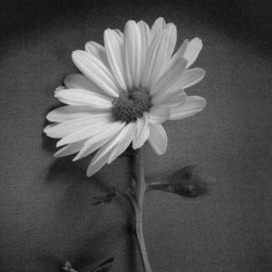 i don't need a girl friend