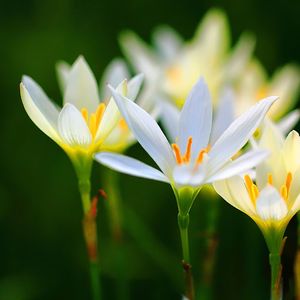 兰花草(童声版)