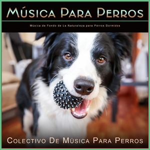 Música Instrumental para Perros