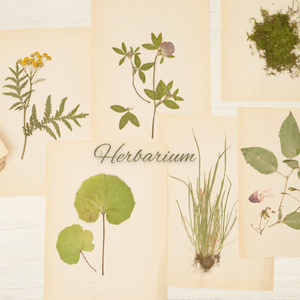 Herbarium