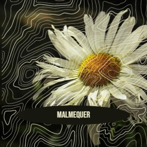 Malmequer