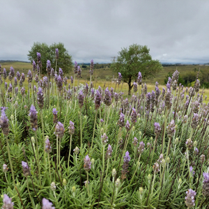 Um Samba d'Esperança