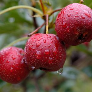 红山果1737375585589