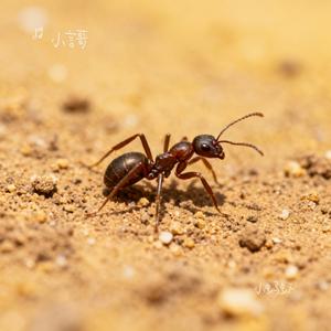 小蚂蚁