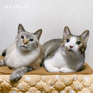 芦雪犬のテーマ