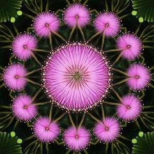 Florecer