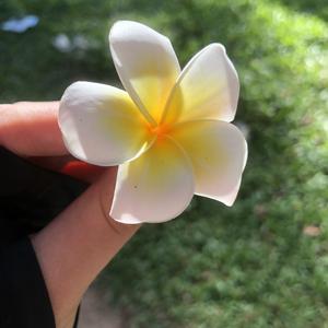 ดอกไม้ทีรอฝน(等雨的花儿）
