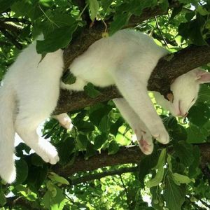 （蹲一个词作）伴奏