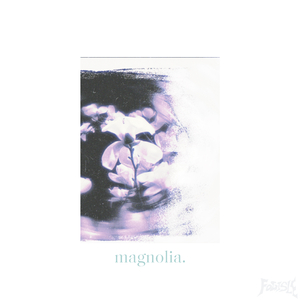 木兰花Magnolia