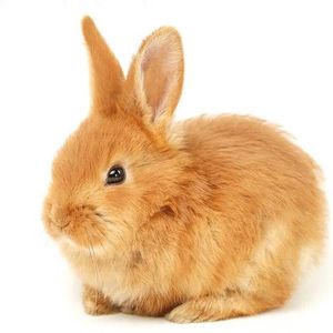 接天莲叶无穷碧