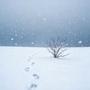 雪花亲吻过大地