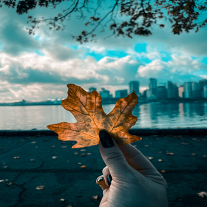 The Last Leaf