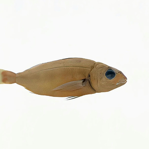 万物可期(多肉芊版）