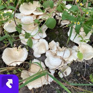 灿烂的笑容 (现场)