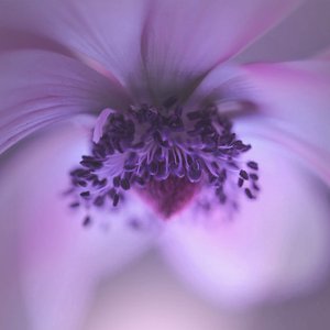 恋風邪にのせて (Purple Remix)