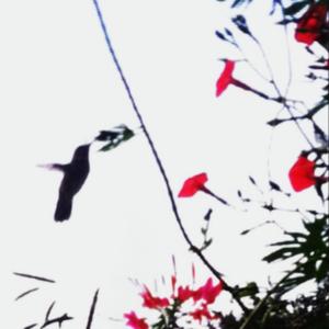 peppermint Shade II (Lost Demo)