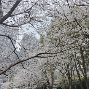 剑霎洛奚