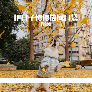 竖琴与钢琴编织的睡前安宁