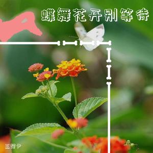 蝶舞花开别等待