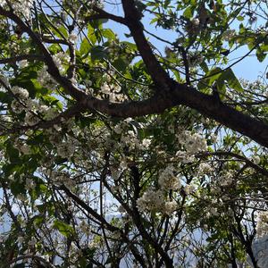 松林弯弯上学路.wav