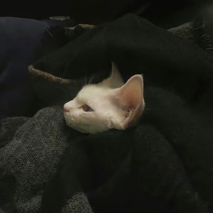 小宇