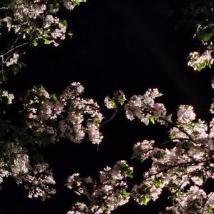 海棠花开的意义