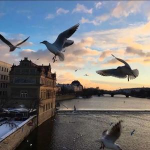 红色妖姬FK-越南鼓