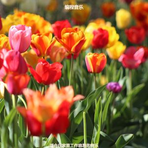 读放松的轻音乐