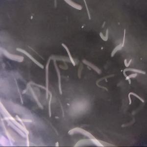 Cataplexis
