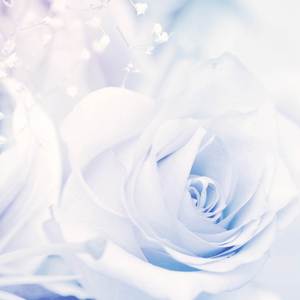 Not Spring, Love, or Cherry Blossoms