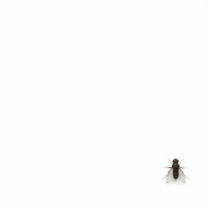 罐装爵士