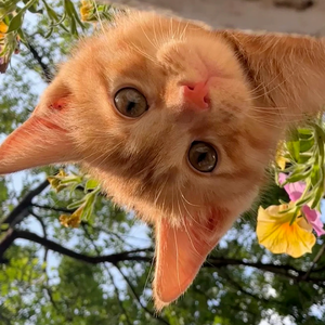 阿米噶蒂朵喵喵