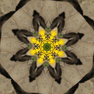 Lost Desert Flower