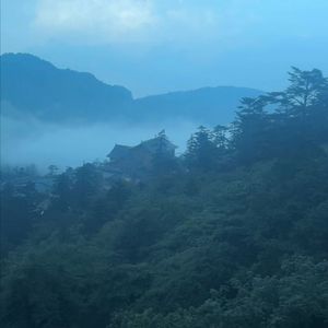 Misty Forest(迷雾森林)