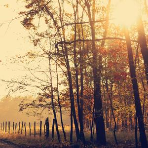 An Autumn Wind Haven