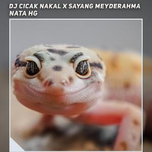 Dj Keliling Cina Buta X Asulama Suka Dia