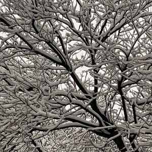 《咏柳》贺知章