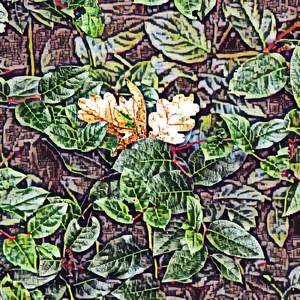 Unquenchable Giddy Undoubted