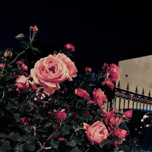 笑（Cover 太一）