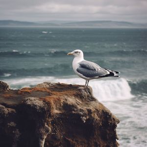 释怀（海岸治愈系纯音乐）