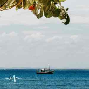 林中曲语 (放松大脑葫芦丝曲)