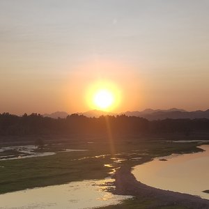 逐日鸟