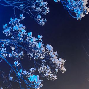 Ladybug（翻自 Numcha）