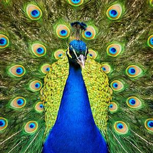 Peacock