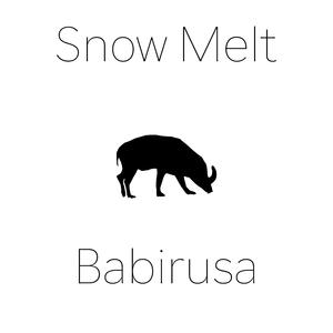 Babirusa