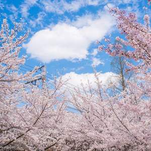 神様のいうとおり（翻自 やくしまるえつこ）