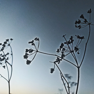 Song About the Flight